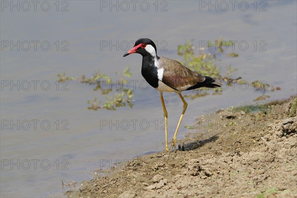 Red-wattled Lapwing