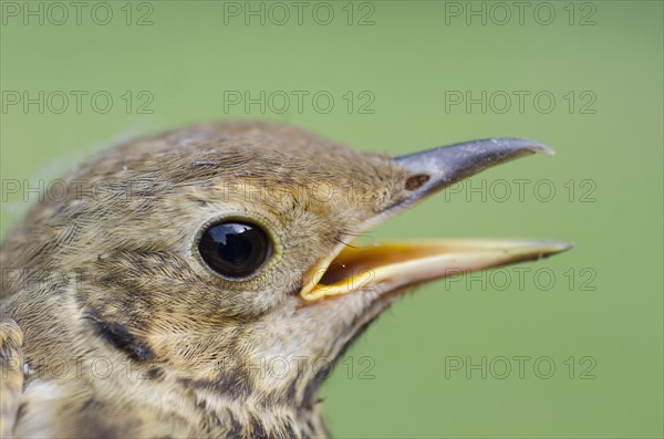 Song Thrush