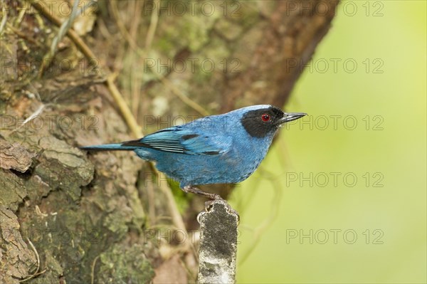 Masked Flowerhookbill