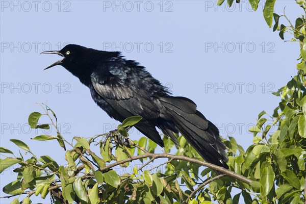 Great-tailed Grackle