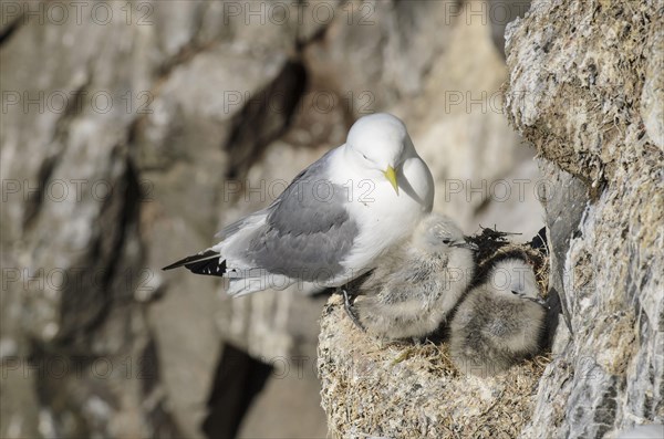 Black-legged Kittiwake