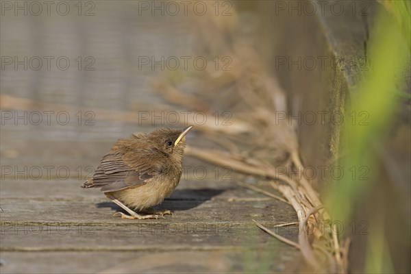 Eurasian Reed-warbler