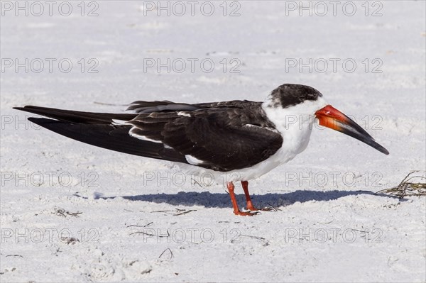 Black Skimmer