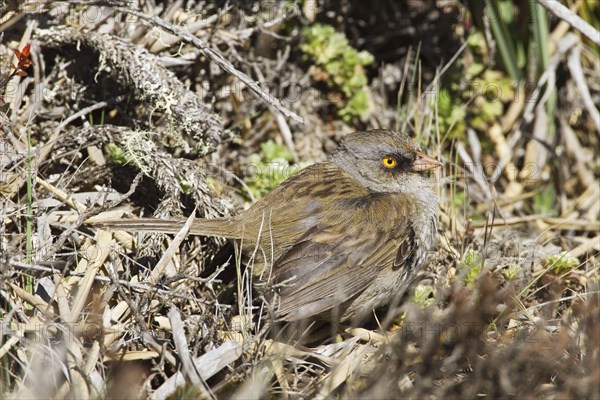 Volcano Junco