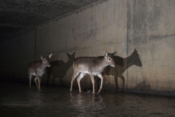 Fallow Deer