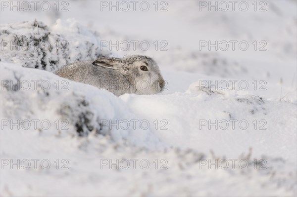 Mountain hare