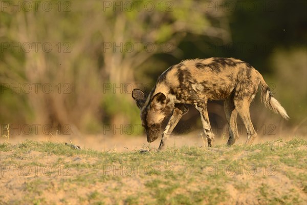 African Wild Dog