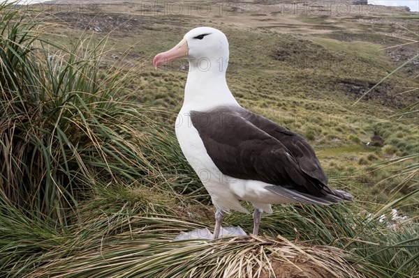 Black-browed Albatross