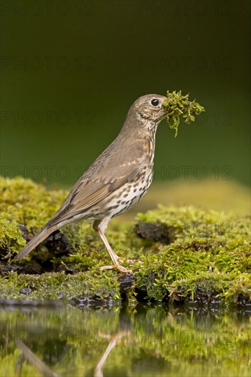 Song Thrush