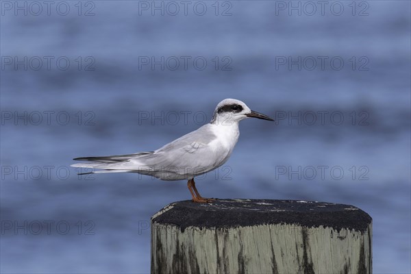 Forster's Tern