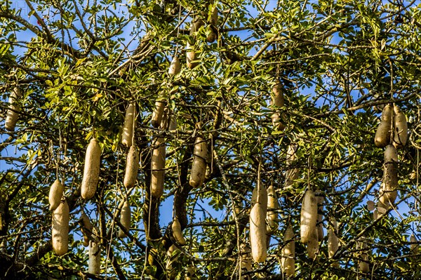 Sausage tree