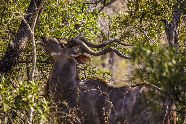 Kudu antelope