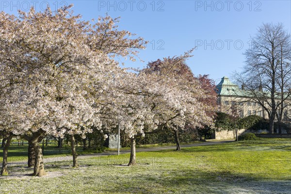 Blossoming cherry trees on the Neustaedter Ufer