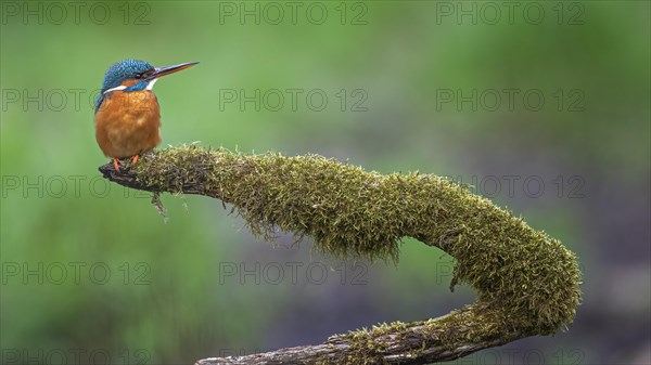 Common kingfisher