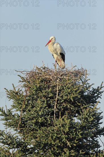 Einzelner Weissstorch steht im Nest inmitten der Baumkrone einer grossen Fichte