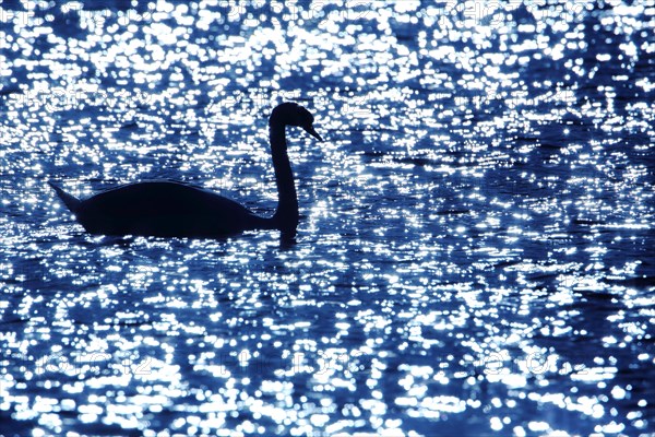 Silhouette of Mute Swan