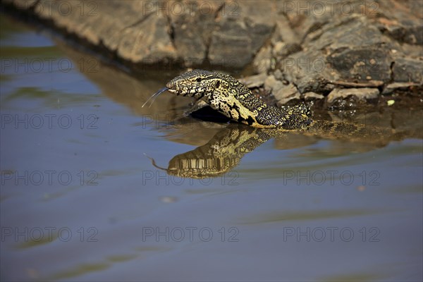 Nile monitor