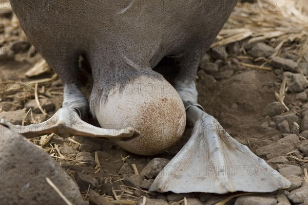 Waved Albatross