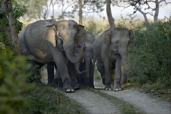 Asian indian elephant