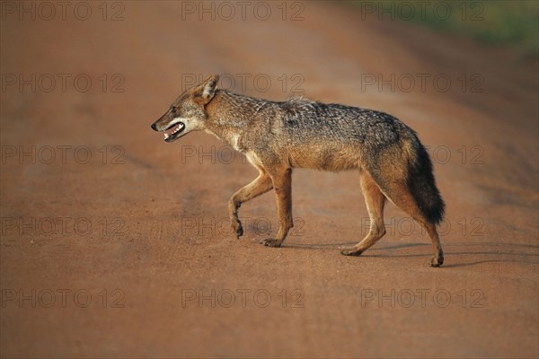 Golden golden jackal