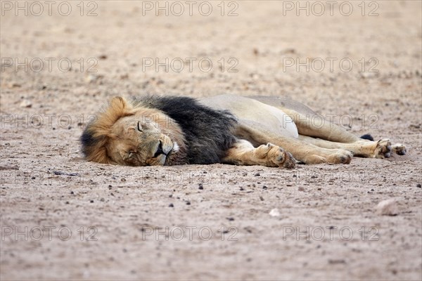 Transalvaal Lion