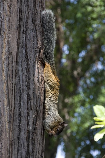 Guayaquil Squirrel
