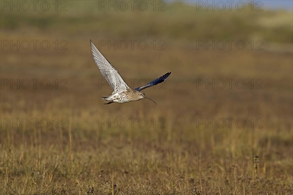 Eurasian curlew