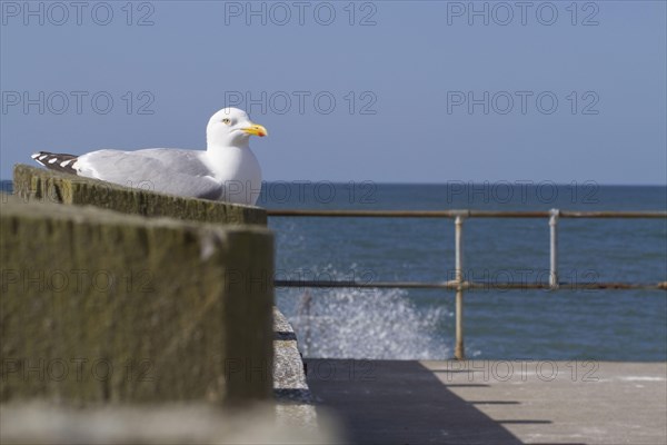 Herring Gull