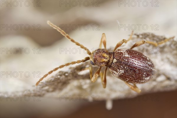 White-marked Spider Beetle