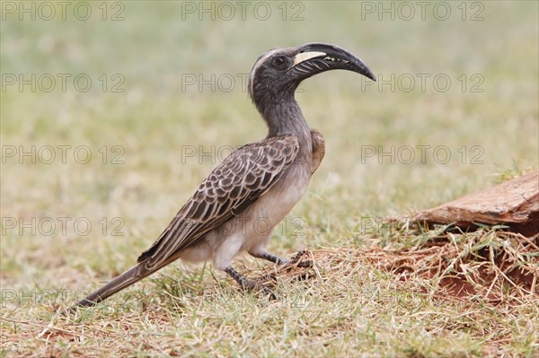 African african grey hornbill