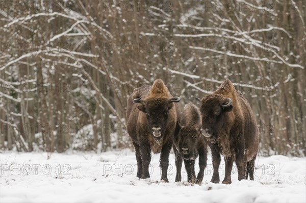 European bison