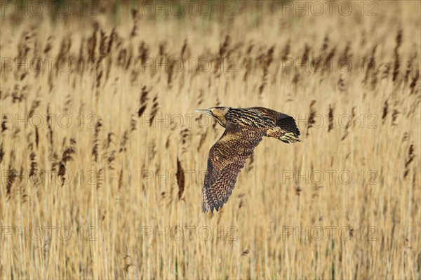 Great eurasian bittern