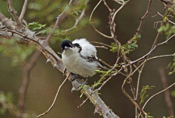 Black-shouldered Snowball Shrike