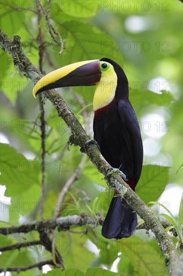 Ramphastos swainsonii