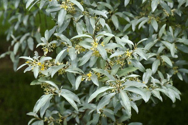 Ornamental shrub