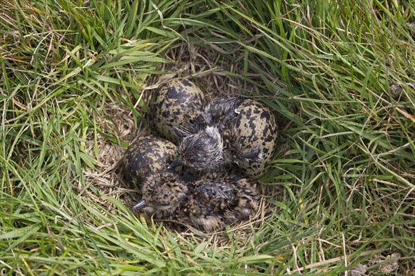 Northern Lapwing