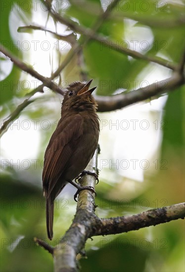 Thrush-like Shipfornis