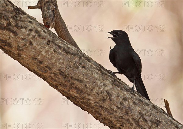 Northern Black Flycatcher