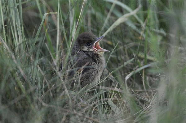 Blackcap