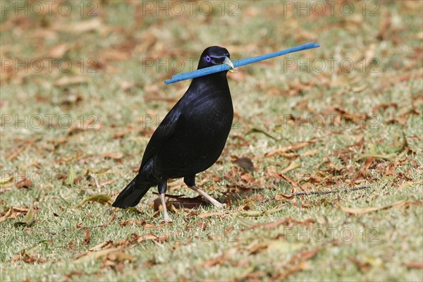 Silk Bowerbird