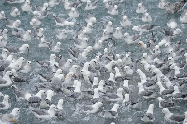 Northern Fulmar