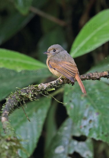 Ruddy-tailed Flycatcher