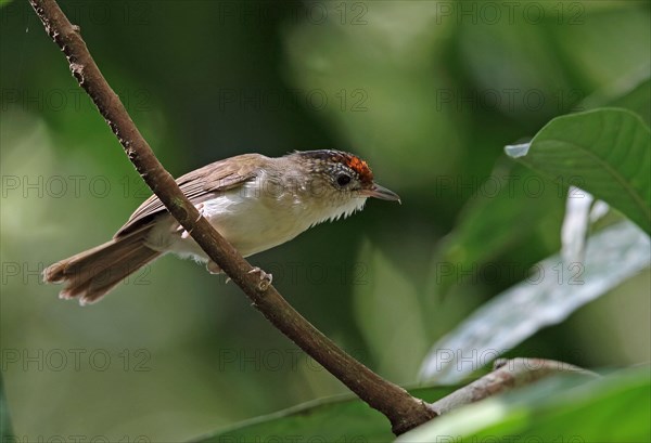 Scaly-crowned Babbler