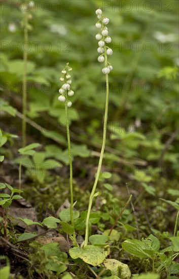 Common Wintergreen