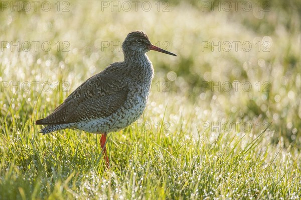 Common redshank