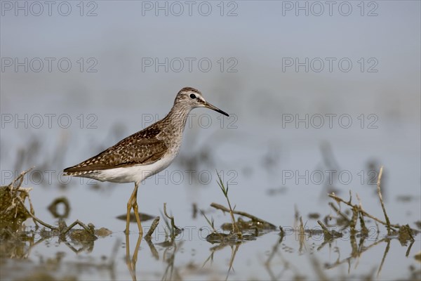 Wood Sandpiper