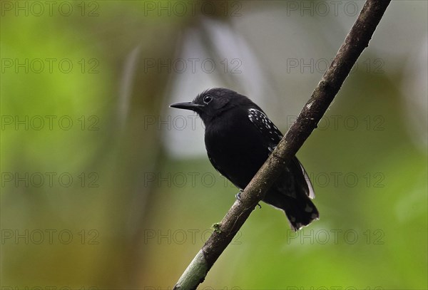 White-flanked Antwren