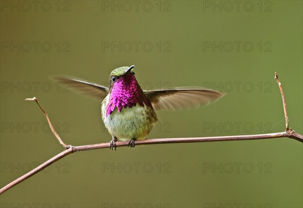 Vine-throated Hummingbird