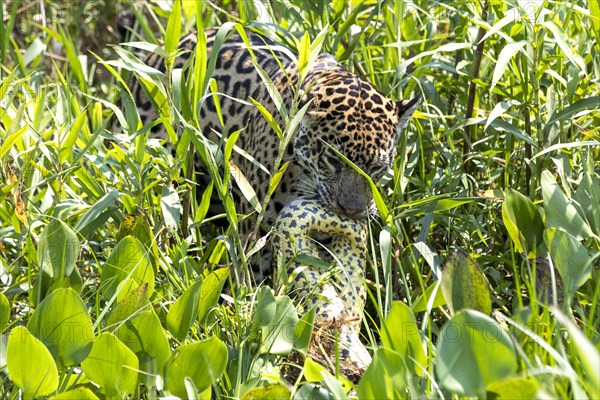 South american jaguar