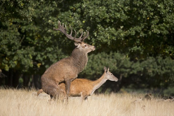 Red Deer